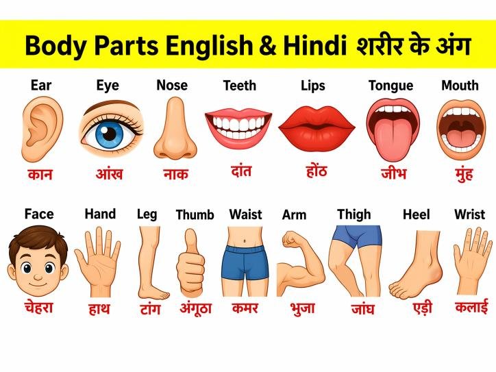Body Parts Name in Hindi English | शरीर के अंगों के नाम हिंदी और इंग्लिश में